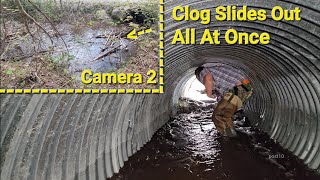 Removing Very Thick Beaver Dam From Tight Culvert Pipe Filled With Mosquitoes
