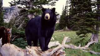 Black Bear Sounds