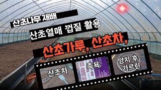 산초열매껍질 활용 다양한 방법 소개, 국내유일 유기농 산초기름 생산하는 화전민산초 산초박