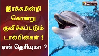 இரக்கமின்றி கொன்று குவிக்கப்படும் டால்பின்கள் ! ஏன் தெரியுமா ? | Dolphine Hunt | Japan | Sea