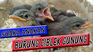 20+ Burung prenjak gunung jantan terupdate