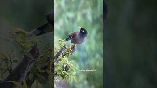 ! Mena bird in Uttarakhand ! #uk #beautifulplace #nature #youtubeshorts #bird #cutebirds   🌷