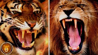 ¿Cómo Sobrevivirían Los tigres Entre Los Leones En África?