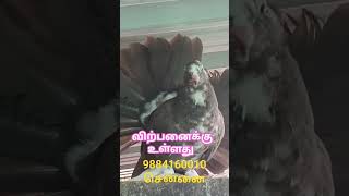 மயில் புறா விற்பனைக்கு உள்ளது