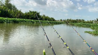 Câu Cá Tra Sông | Xuống Sông Câu Là Có Nhiều Chỗ Cá Ục Lắm | Fishing Miền Tây