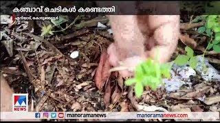 ഒഴിഞ്ഞ് കിടക്കുന്ന പറമ്പിൽ നിന്ന് 220 കഞ്ചാവ് ചെടികൾ കണ്ടെത്തി ​| Ganja Plant