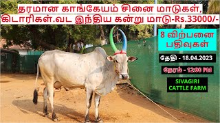 8 விற்பனை பதிவுகள்.தரமான காங்கேயம் சினை மாடுகள்,கிடாரிகள்.வட இந்திய கன்று மாடு-Rs.33000/-