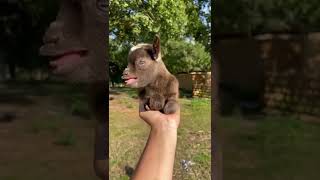 funny baby goat cute baby compilation