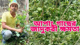 আপাং গাছ | আপাং গাছের শিকড়ের উপকারিতা | আপাং গাছের উপকারিতা | আপাং গাছের গুনাগুন | আপাং গাছের শিকড়