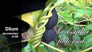 Laurel dodder (Cassytha filiformis) - part 1