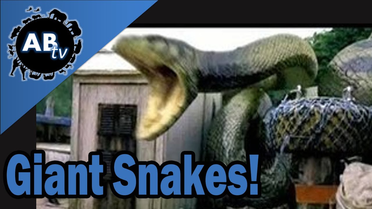 Giant Snakes! SnakeBytesTV : AnimalBytesTV - YouTube