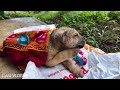 homeless puppy trapped in abandoned house scared and crying as i rescue care and feed