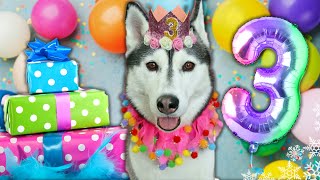 Happy Birthday Kira The Husky 🎂 3 Years Old!