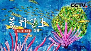 《荒野至上》第二季 第6集 为了守住珊瑚礁和海岸线 有一群人化身为“鱼” 不停地培育 种植珊瑚【CCTV纪录】