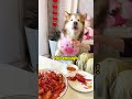 eating crayfish must also dip in chili🌶️🐶 shorts alaskanmalamute dog