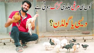 When a Chicken Becomes Broody? and When A Hen Again Lays Eggs after Hatching|| Kurak Hen