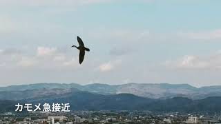 #鳥#空撮#ドローン