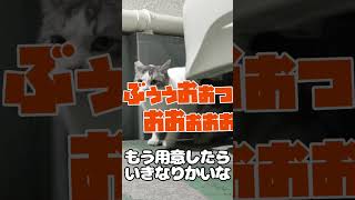 【野良猫】今日は良い日！シロハイの落ち着きご飯♪【保護】#のら猫 #野良猫 #地域猫 #さくら猫 #short