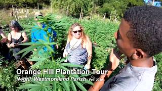 Orange Hill Ganja Plantation, Negril Jamaica