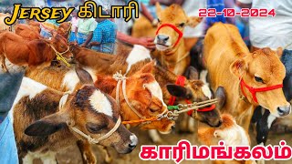 karimangalam cow market Biggest  Jersey cow market Dharmapuri district