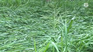 கினியாப்புல் - GUINEA GRASS