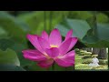 හදවතේ භාවනාව හැදින්වීම heart meditation introduction