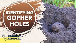 How to Identify Gopher Holes: A Step-by-Step Guide