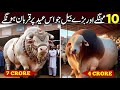 Biggest Qurbani Animals on Eid ul Adha 2026 | Most Expensive Sacrifice Animals