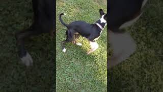 Milo the fetch king