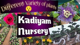 Different Variety Of Plants ||Kadiyam Nursery😲 || Har Ek Plant Milta Edhar