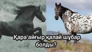 Қара айғыр қалай шұбар болды?