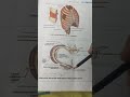 Branches of Intercostal Nerves, Posterior intercostal and Internal Thoracic Arteries