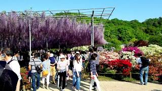 あしかがフラワーパーク　藤の花