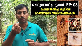 ചെറുതേനീച്ച ക്ലാസ് EP 03 | Cherutheneecha Class 03 | റാണീച്ചയുടെ പ്രത്യേകതകൾ | ചെറുതേൻ റാണീച്ച