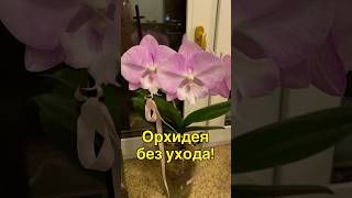 #данапротасова #orchid #орхидеи #orchideen #blooming #орхидеидома #биглип @zeboorhids