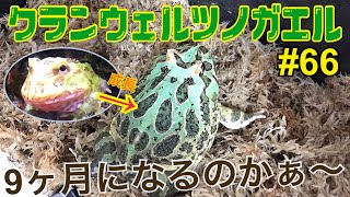 【クランウェルツノガエル】飼育中‼︎ 66 もう9ヶ月になるのかぁ〜