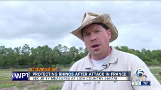 Protecting rhinos after attack in France