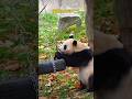 福宝轮胎取笋(一)福公主太聪明了 #大熊猫 #大熊猫福宝 #大熊貓 #panda