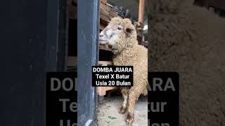 Domba Texel Cross Batur Harga Bersahabat #Dombatexel Super