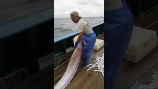 Mistakenly catching a 6-meter-long oarfish, fishermen taboo can only give it back to the sea