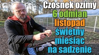 Czosnek ozimy. 6 odmian. Sadzę w listopadzie. Chyba najlepszy miesiąc na sadzenie czosnku zimowego.