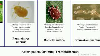 Arthropoden, Ordnung Trombidiformes indica arthropoda sinensis Raoiella Ahorn-Gallmilbe Aculops