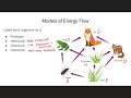 m2 l2 flow of energy in an ecosystem