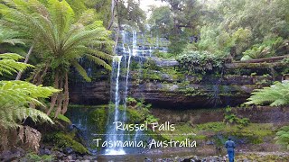 Australia 4K Gimbal camera Video | Tasmania Russel Falls | DJI pocket2（オーストラリア　タスマニア）