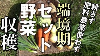 【自然農】耕さず・肥料農薬使わず　端境期のセット野菜収穫 2023年4月5日【natural farming】