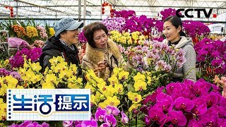 《生活提示》 买年宵花最好买原盆花 染色花卉回家不好养 花要干透再浇水 20190127 | CCTV