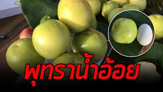 พุทราน้ำอ้อย ของอร่อยจากไต้หวัน