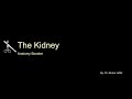 Anatomy Booster - Gross Anatomy of the Kidney and Ureter