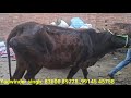 ਸਾਰੀਆ ਤੋਕੜ ਗਭਣ ਪਸ਼ੂ ਵੀਕਾਓ। buffalo and cow for sale vadiya farm 21 2 25