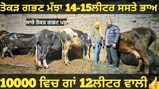 ਸਾਰੀਆ ਤੋਕੜ ਗਭਣ ਪਸ਼ੂ ਵੀਕਾਓ। Buffalo and cow for sale/vadiya farm/21-2-25